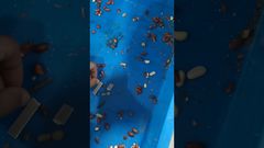 เทคโนโลยี Unicomp - การทดสอบถั่วลิสงด้วยเครื่องเอ็กซ์เรย์อาหาร